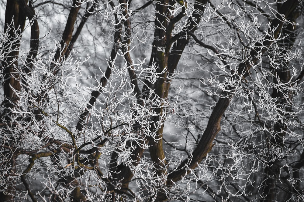 brown tree branches with snow