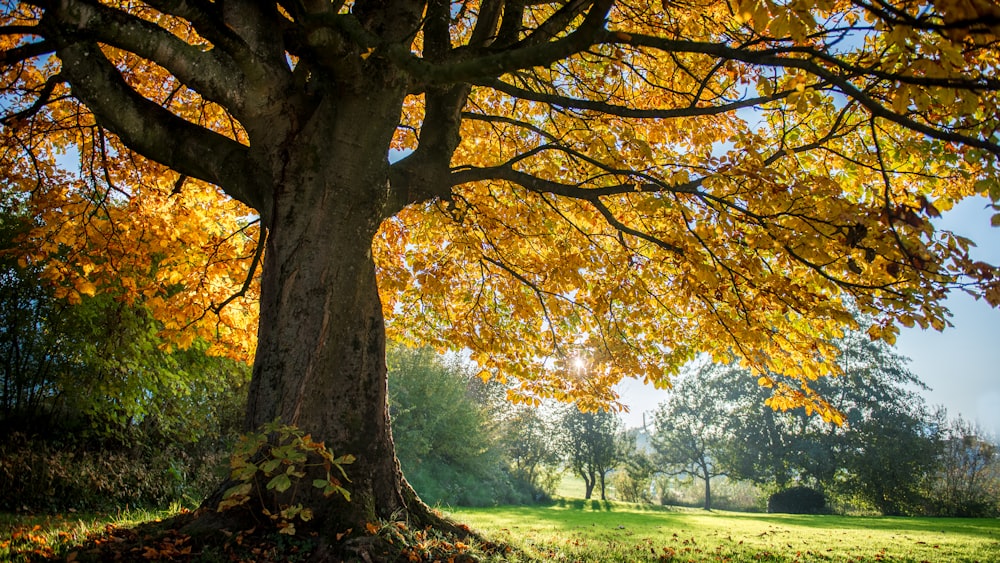 yellow leaf tree on green grass field during daytime