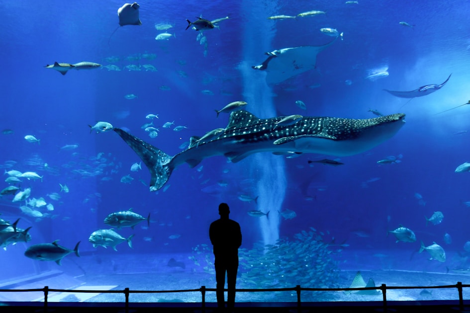 沖縄・美ら海水族館と古宇利島 ── 本島北部の絶景ドライブコース
