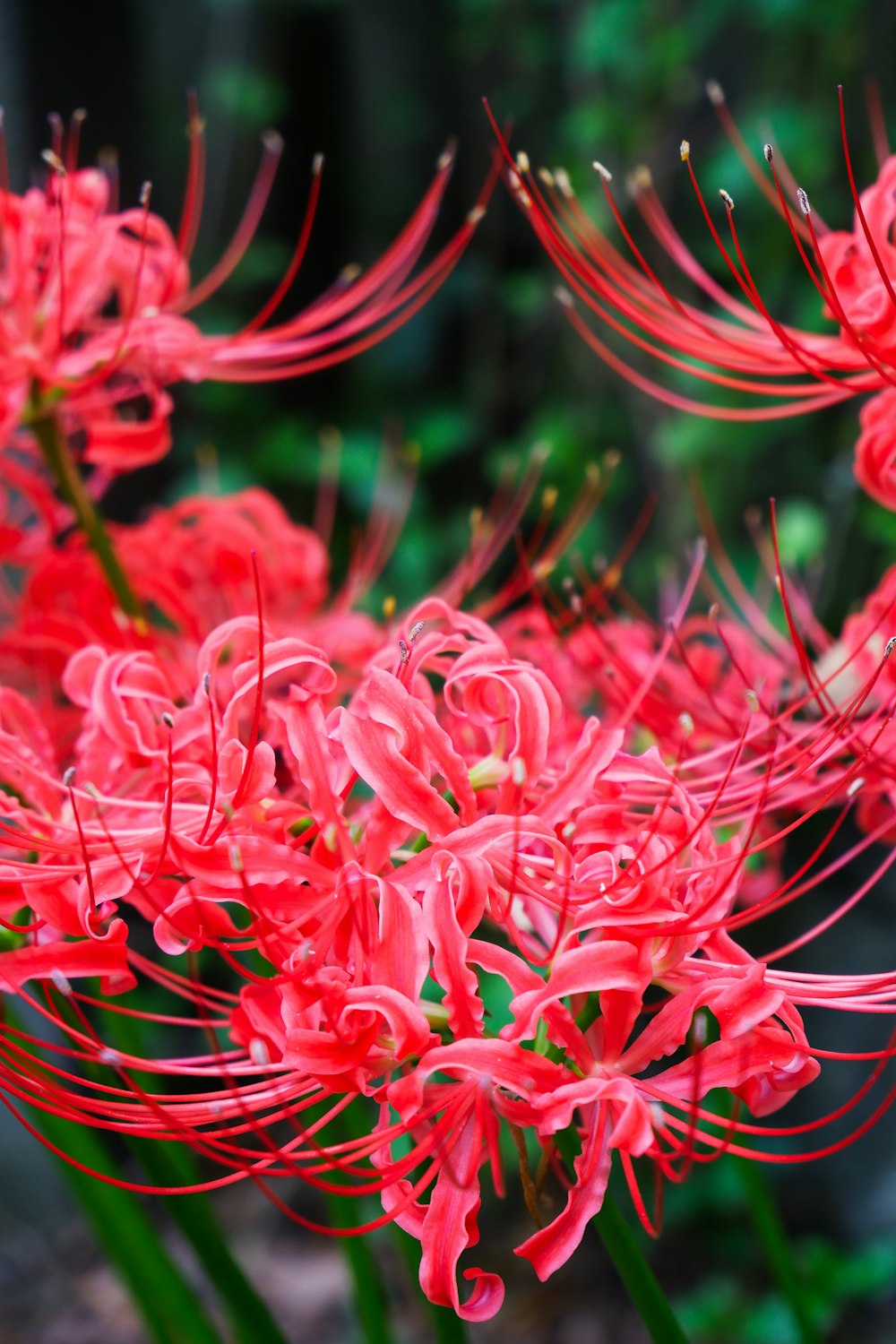 red flowers in tilt shift lens