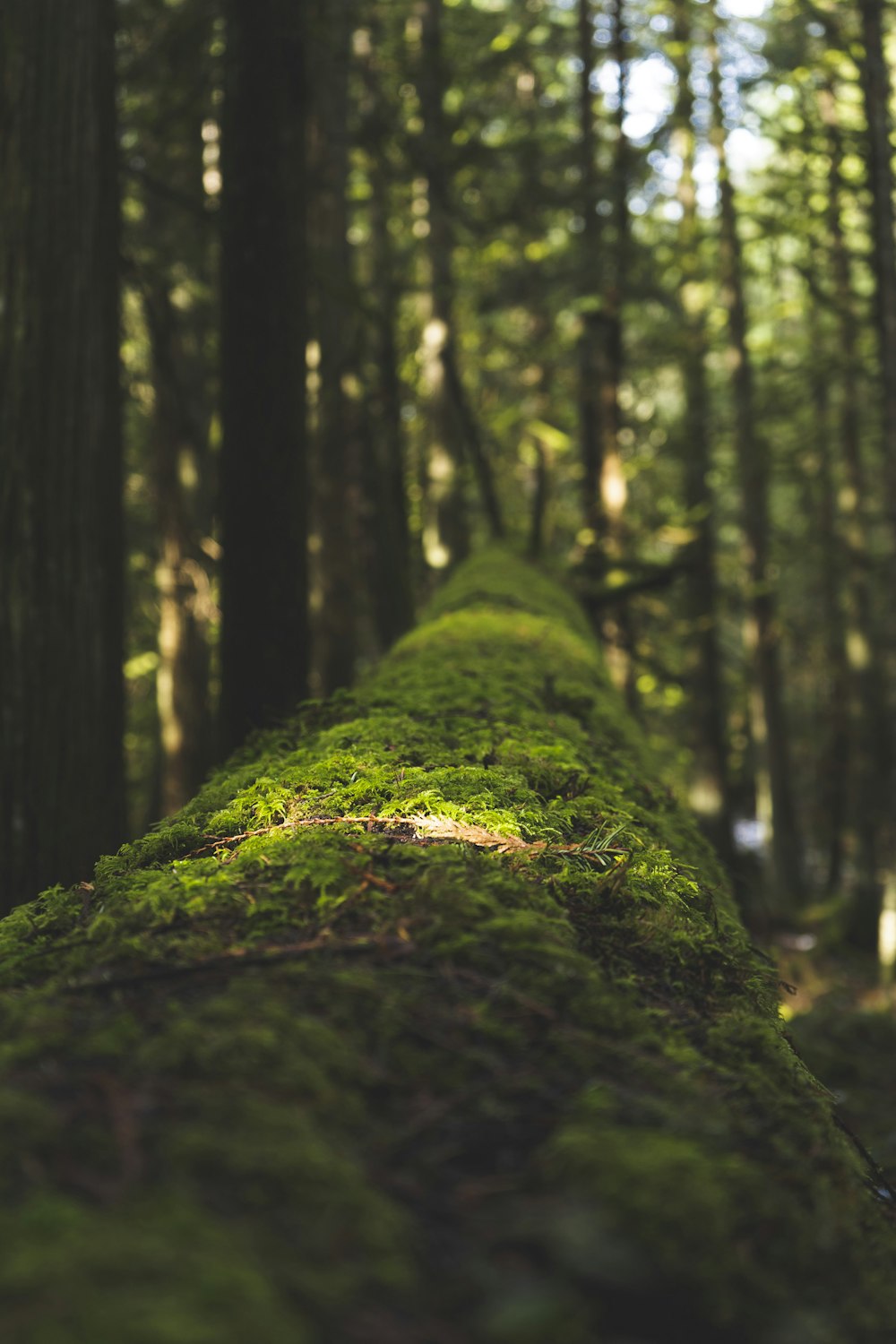 green moss on brown tree trunk