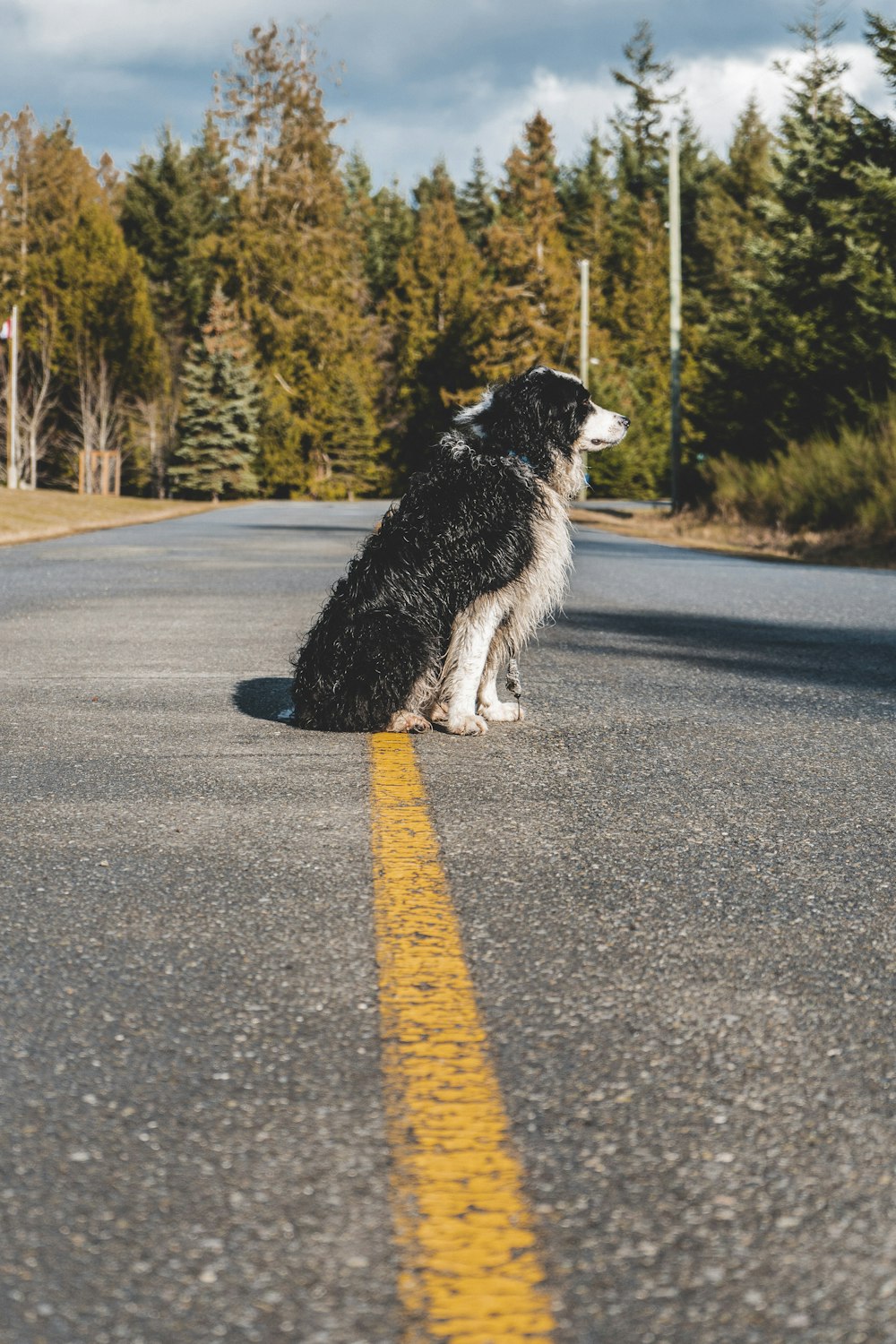 border collie in bianco e nero che corre su strada durante il giorno