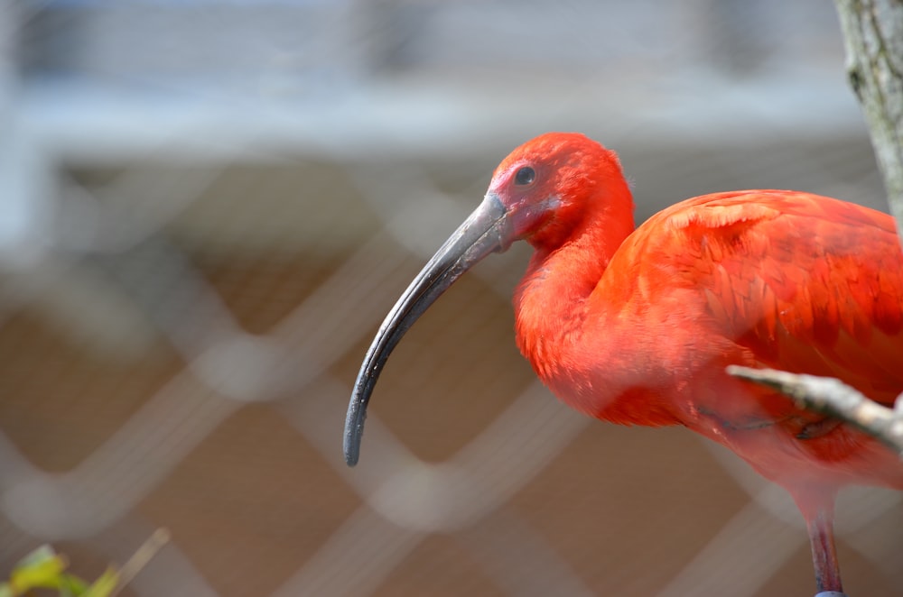 red bird in close up photography