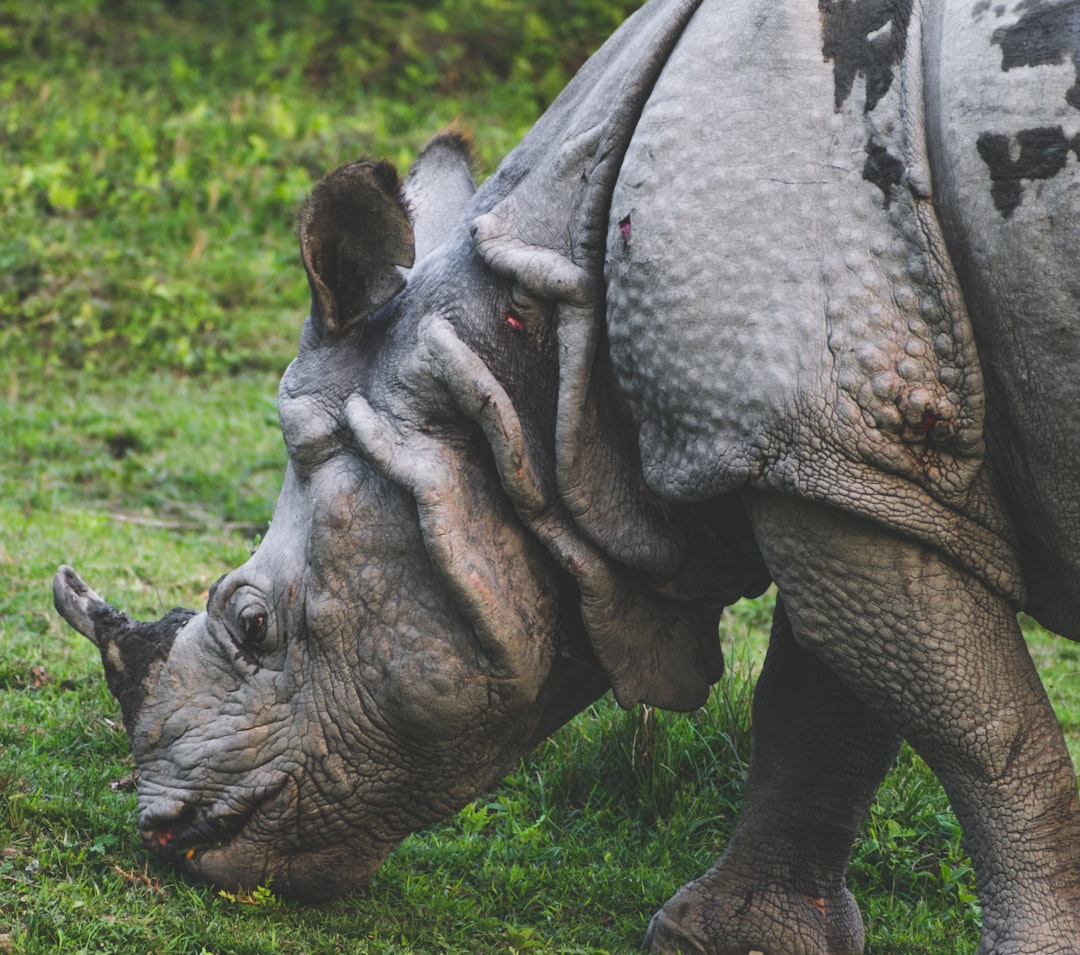 brown rhinoceros on green grass during daytime