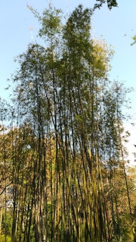 Tall bamboo plants rise in a dense cluster, their slender green stalks reaching upwards towards the clear blue sky. The leaves form a lush canopy, filtering sunlight in patches across the bright foliage in the background.