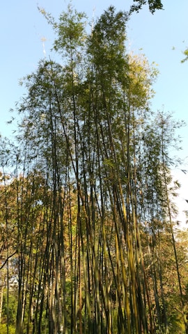 Tall bamboo plants rise in a dense cluster, their slender green stalks reaching upwards towards the clear blue sky. The leaves form a lush canopy, filtering sunlight in patches across the bright foliage in the background.