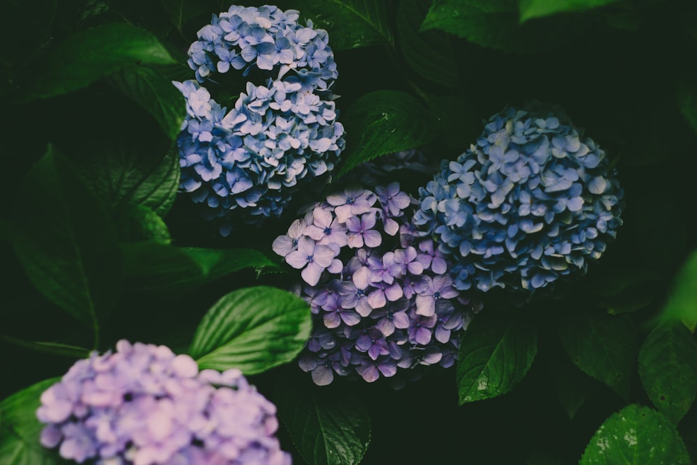 blue and white hydrangeas in bloom close up photo