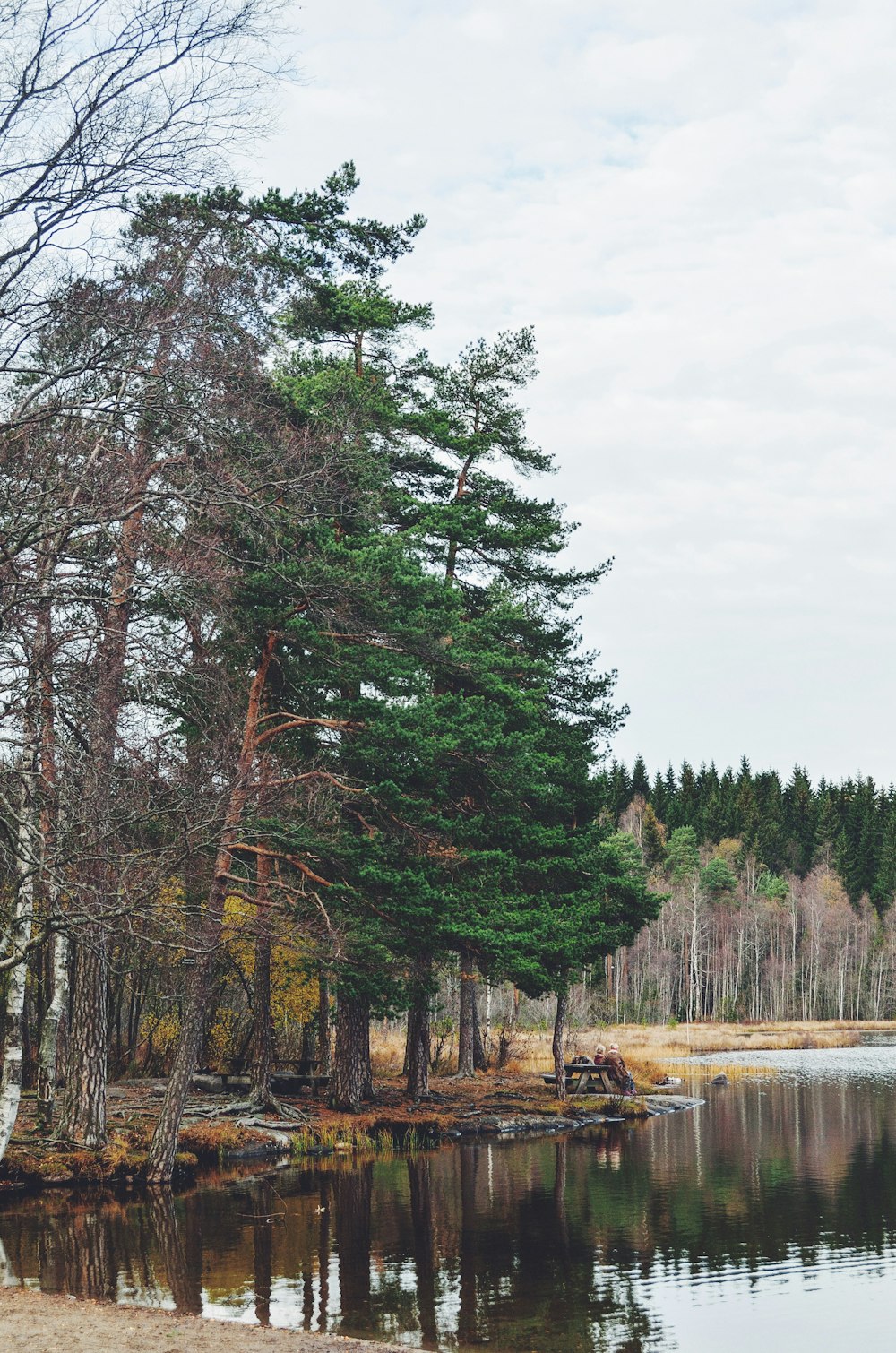 green trees near river under white sky during daytime