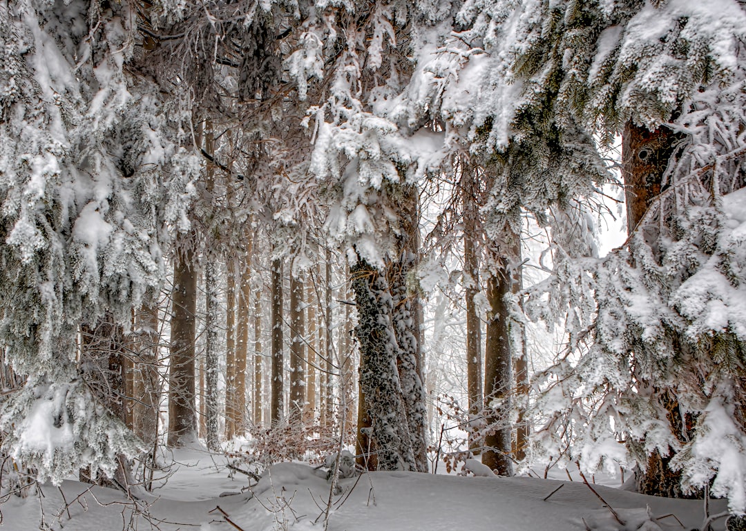 snow covered trees during daytime