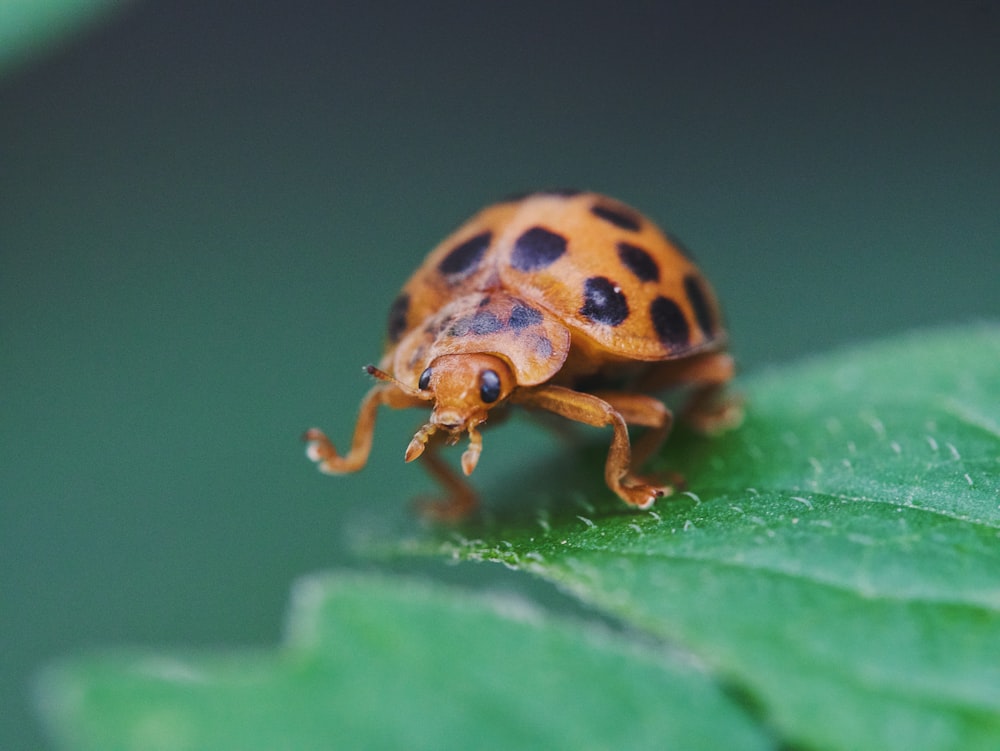 brown and black ladybug on green leaf in close up photography during daytime