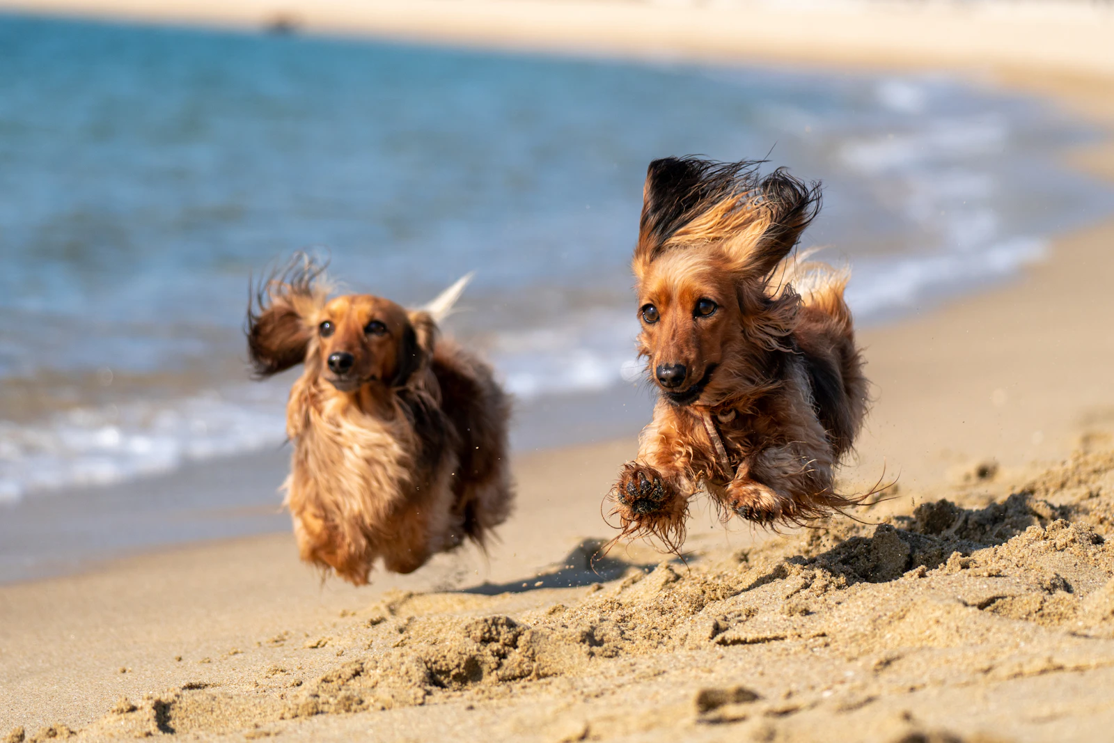 Two long-coated dogs on a sandy beach
