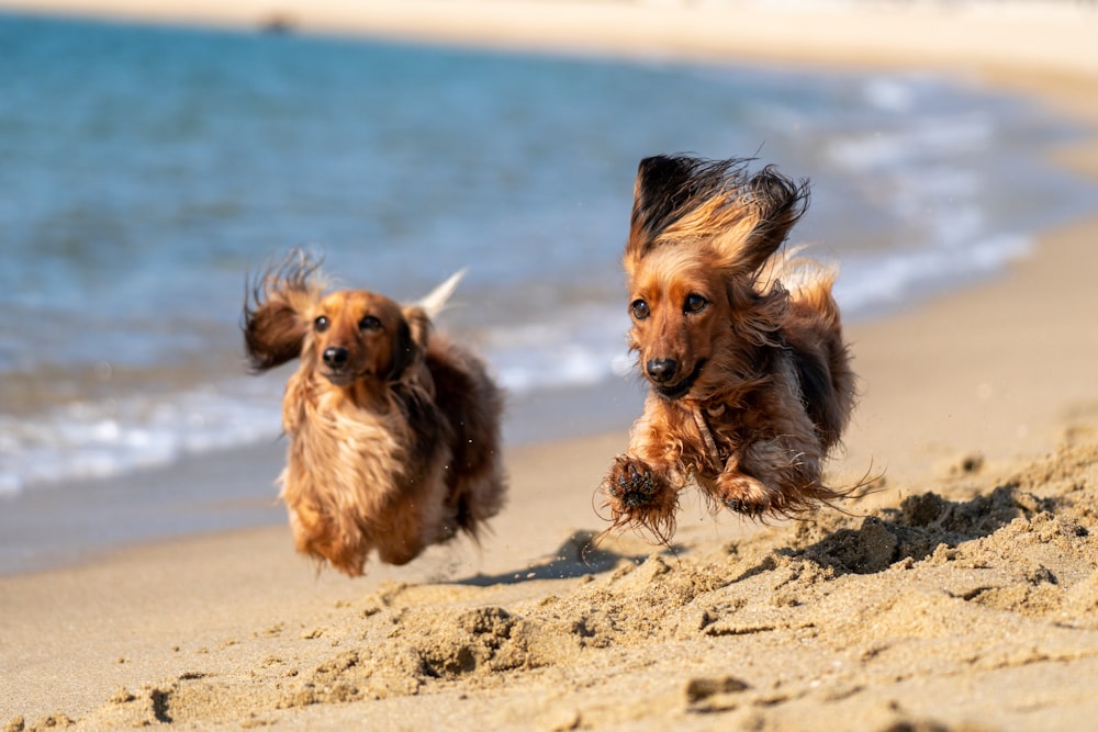 2 cani a pelo lungo marroni e neri sulla spiaggia durante il giorno