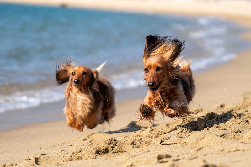 Pet Sitting in Mount Laurel NJ: Keeping Your Pets Safe During Summer Heat