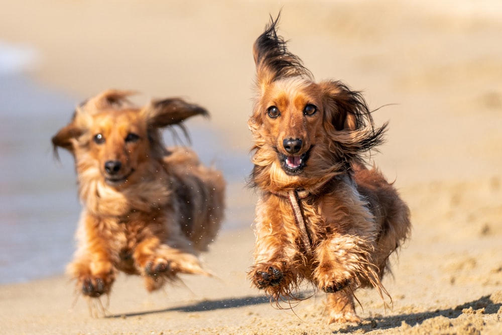 brown and black short coated medium sized dog on brown sand during daytime