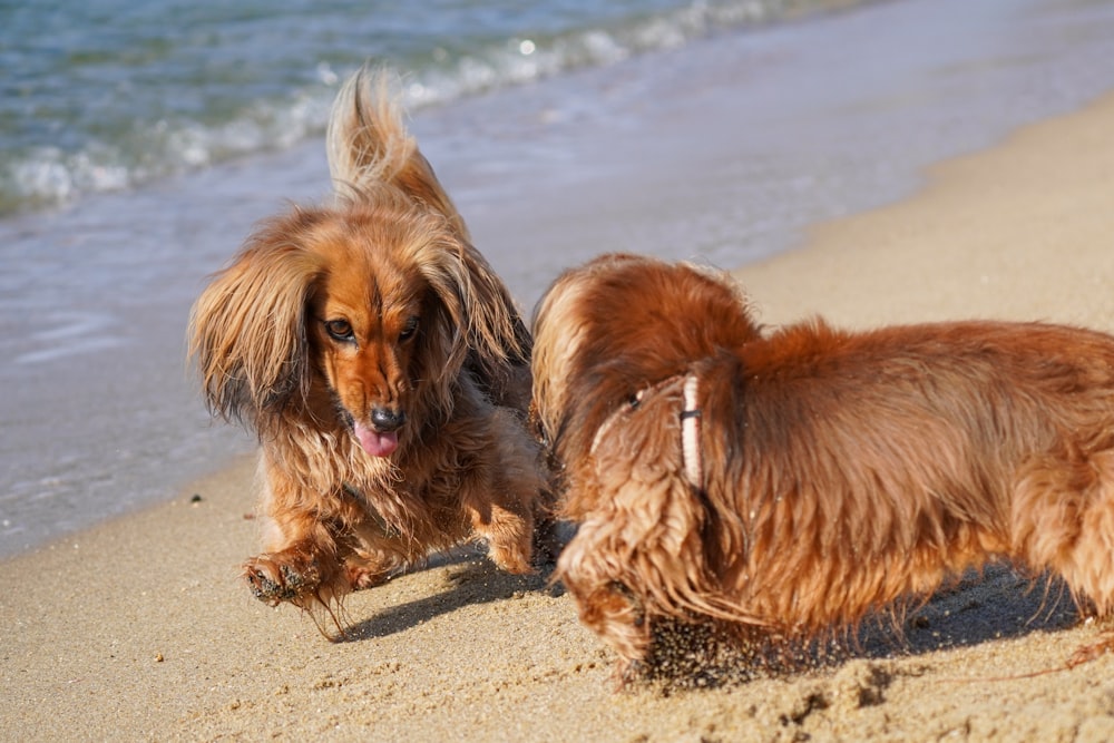 brown long coat small dog on beach shore during daytime