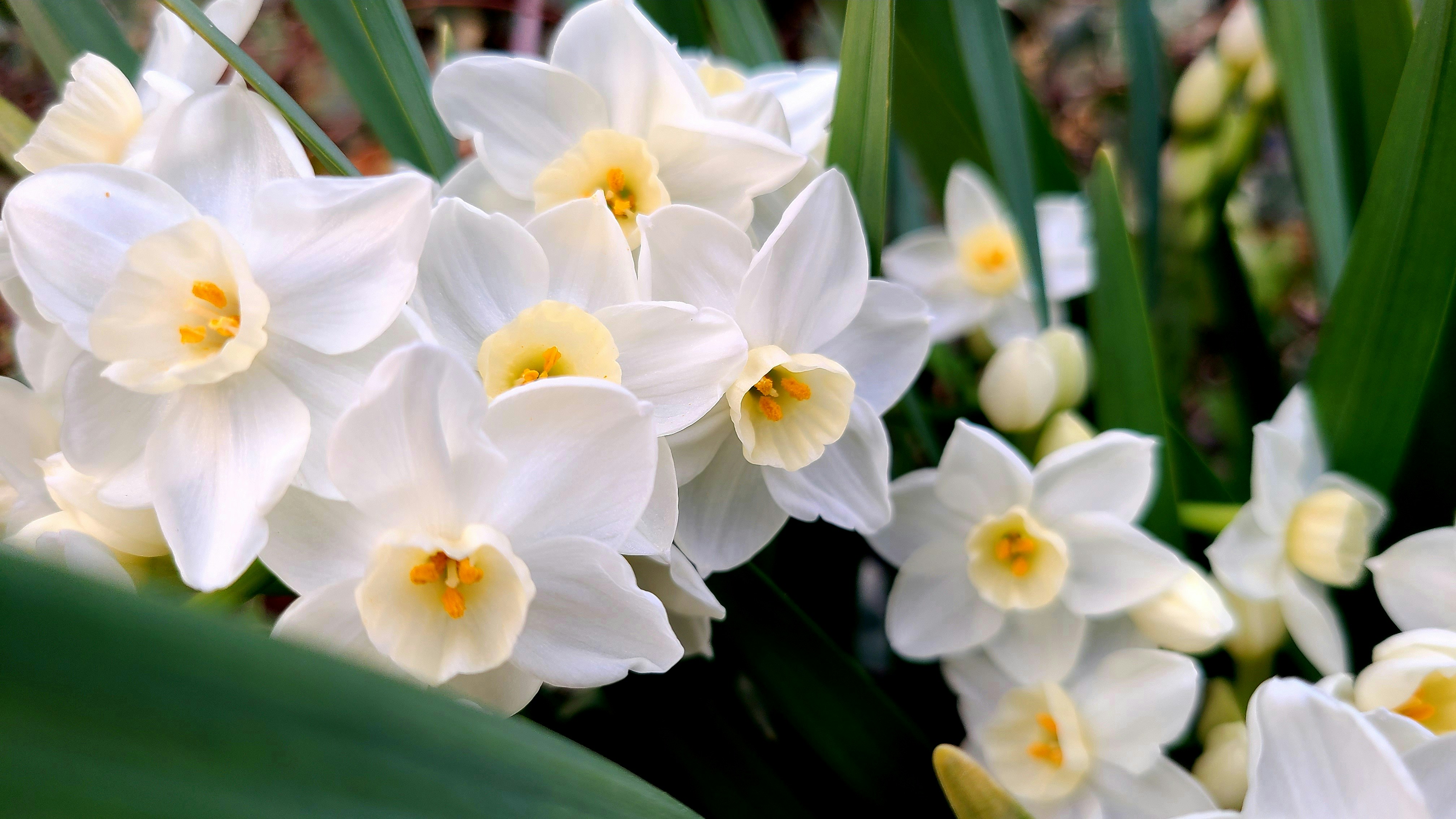 White and yellow daffodils in bloom during daytime photo – Free Flower