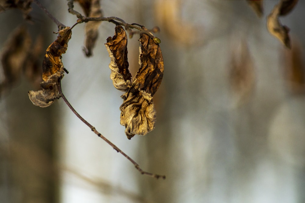 brown dried leaf in tilt shift lens