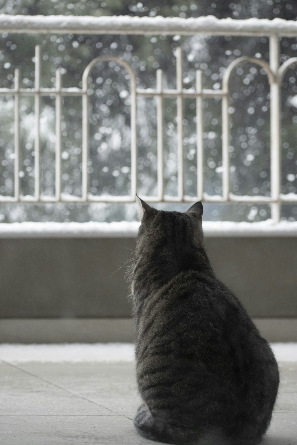 brown tabby cat on white window