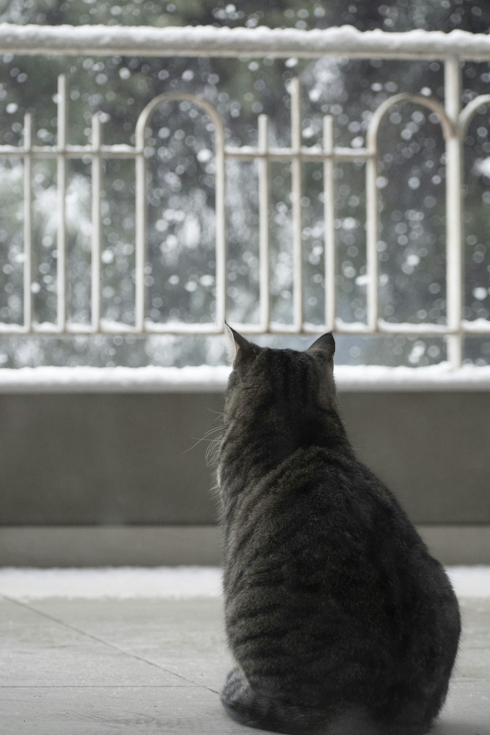 gato tabby marrom na janela branca