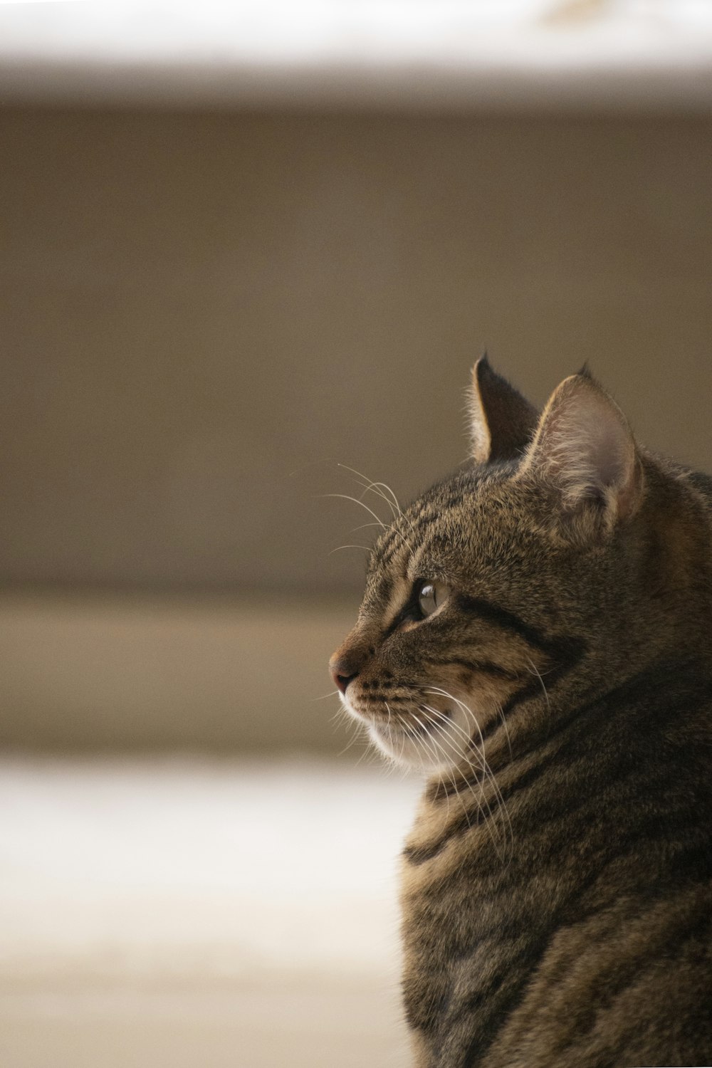 brown tabby cat on white surface