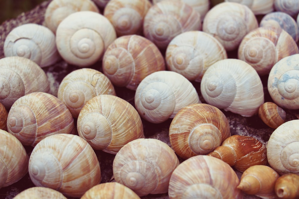 white and brown seashell lot