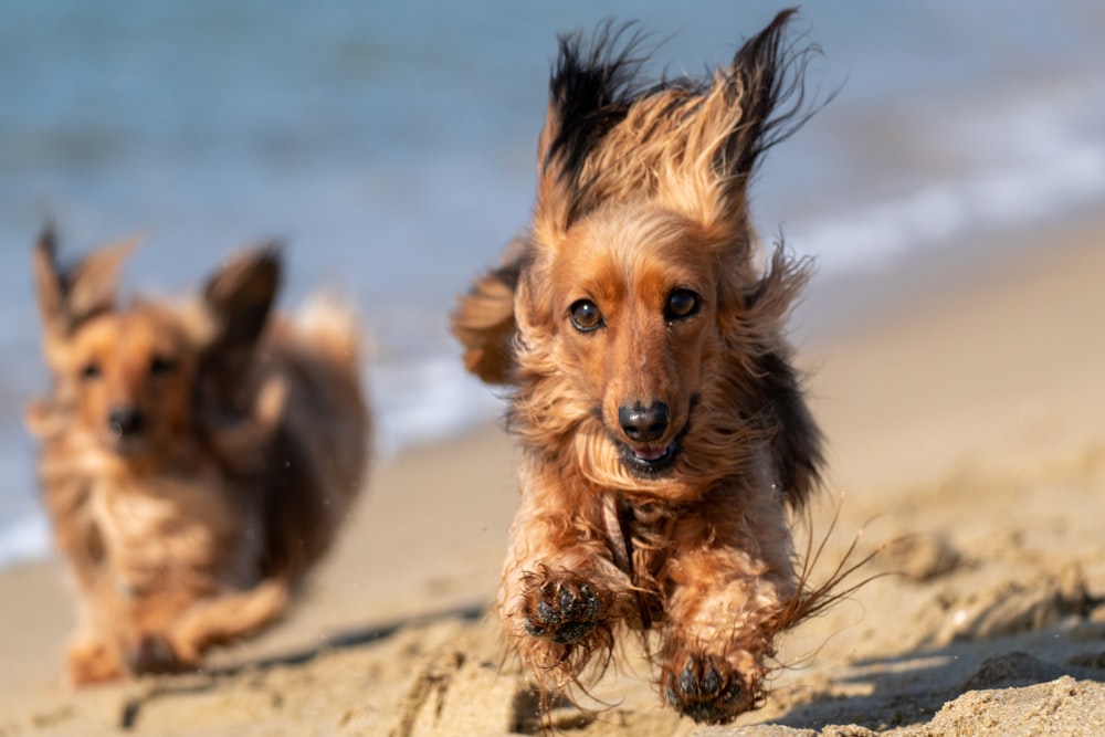 brown and black long coated dog on brown sand during daytime