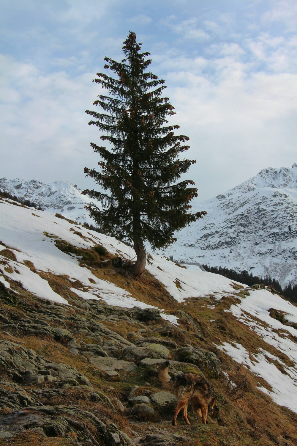 pin vert sur une montagne enneigée pendant la journée
