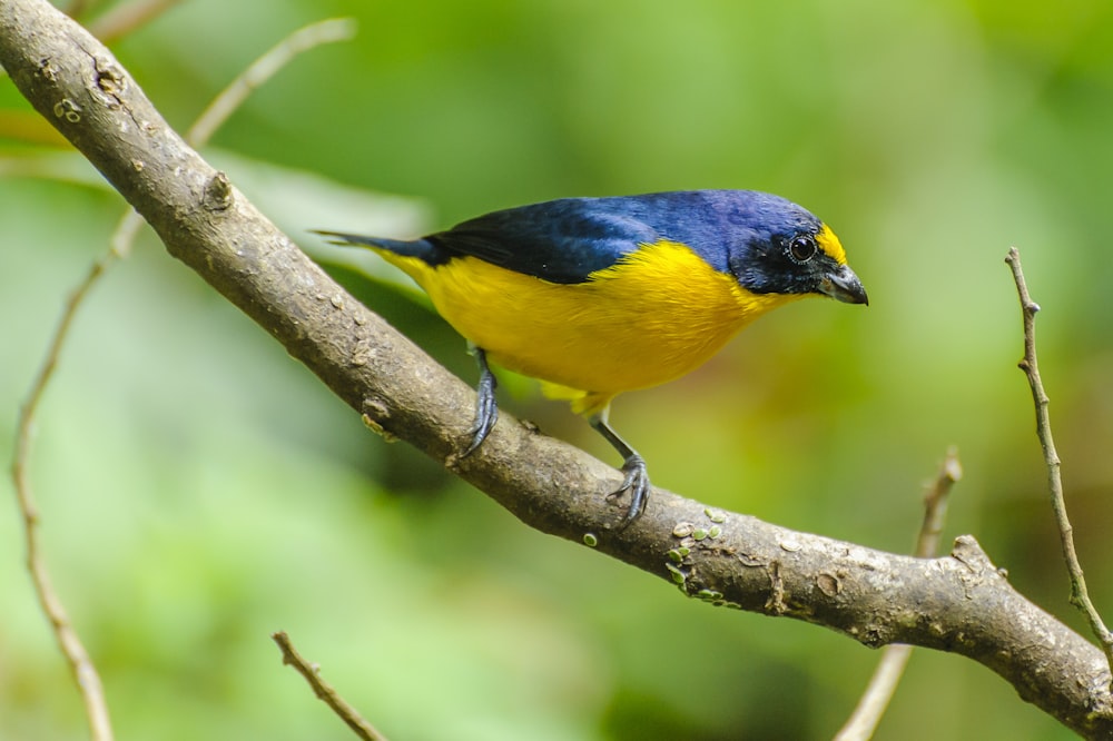 pássaro preto e azul amarelo no galho marrom da árvore