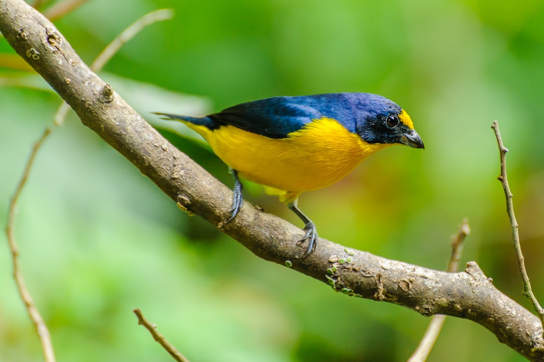 yellow black and blue bird on brown tree branch