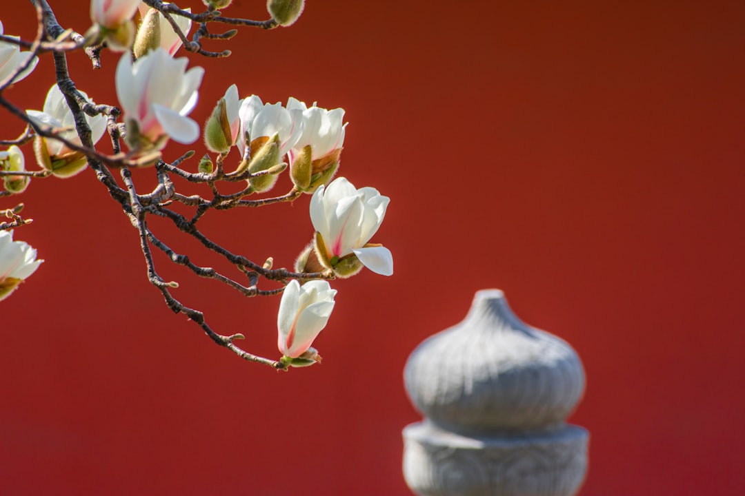 white and yellow flowers in white ceramic vase