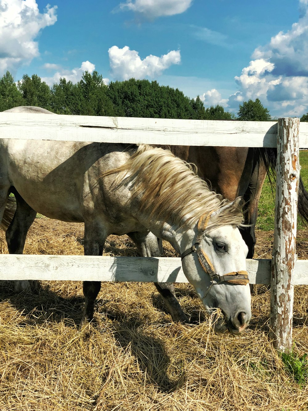 white horse eating grass during daytime