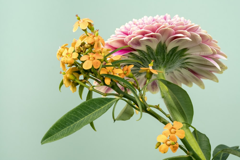 Flor rosa y amarilla con hojas verdes