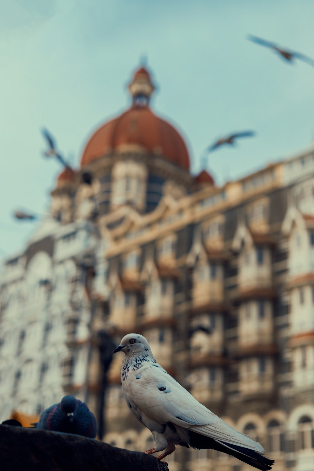 white and gray bird flying over brown concrete building during daytime