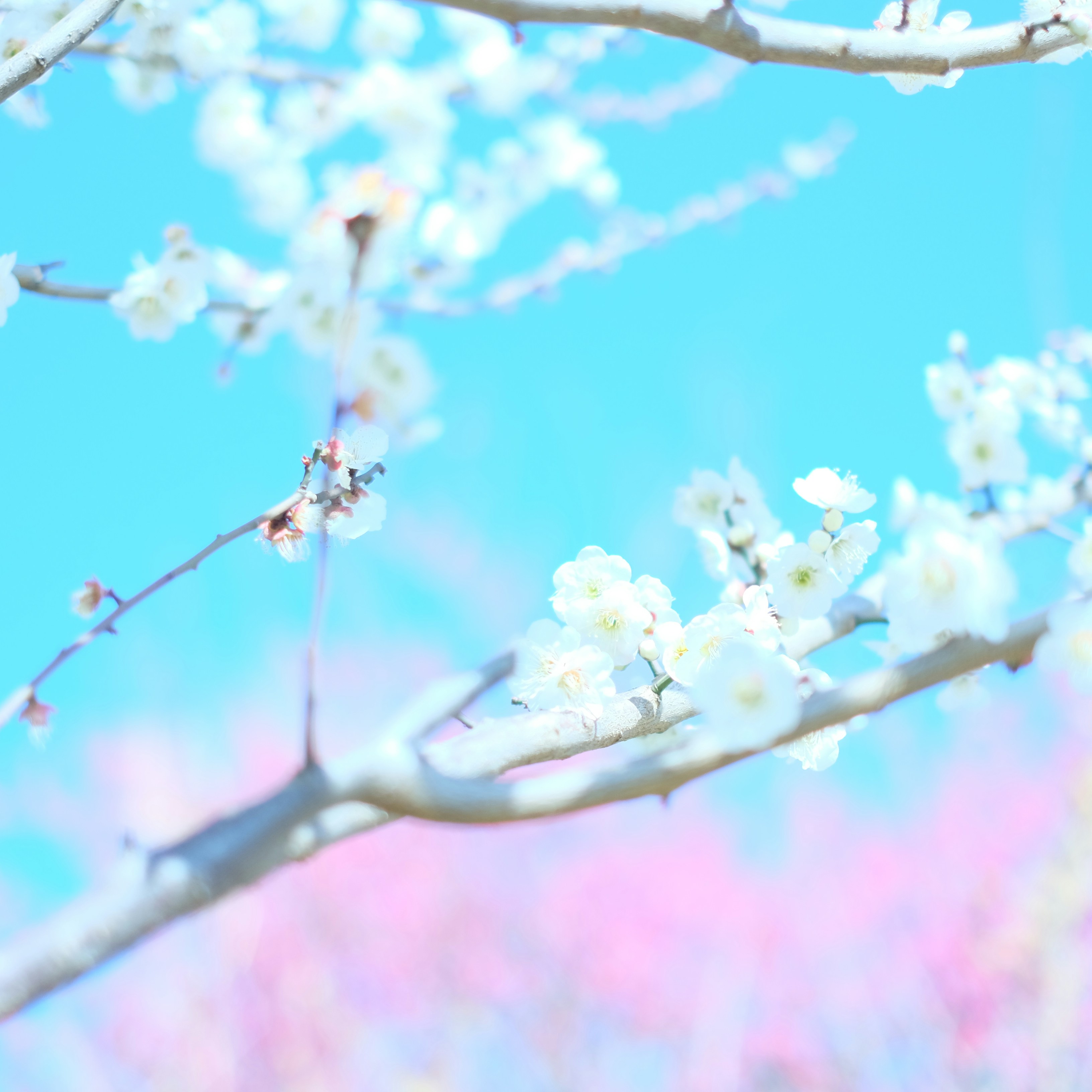 琉。 - 放下嗎。

一開始，肯定很痛吧。

過了段時間，再想起時可能會是後悔。

再來，只剩微微波盪。

後來，只會偶爾想起。

最後，還是會默默回憶著