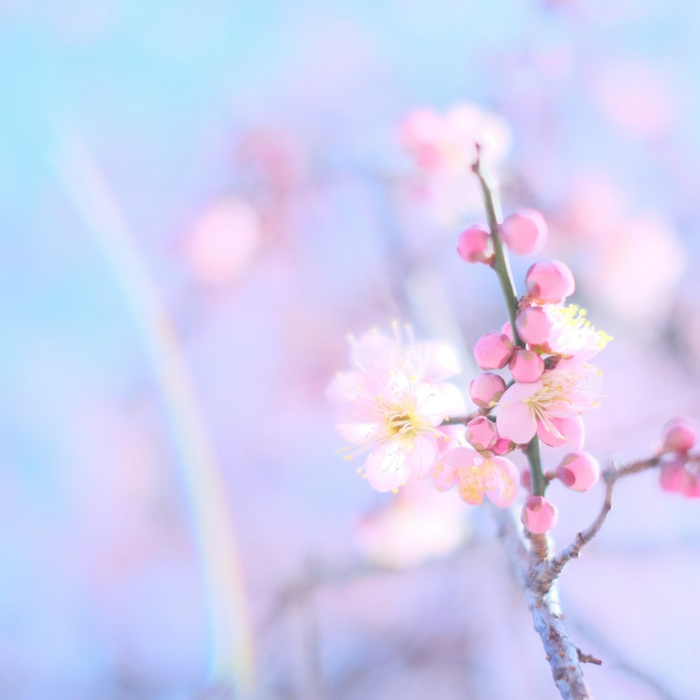 pink cherry blossom in close up photography