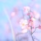 pink cherry blossom in close up photography