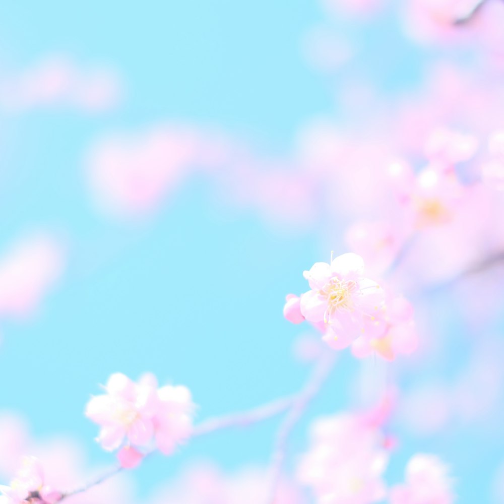 pink cherry blossom in bloom during daytime