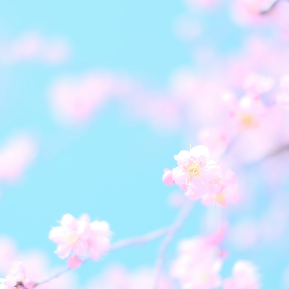 flor de cerejeira rosa em flor durante o dia