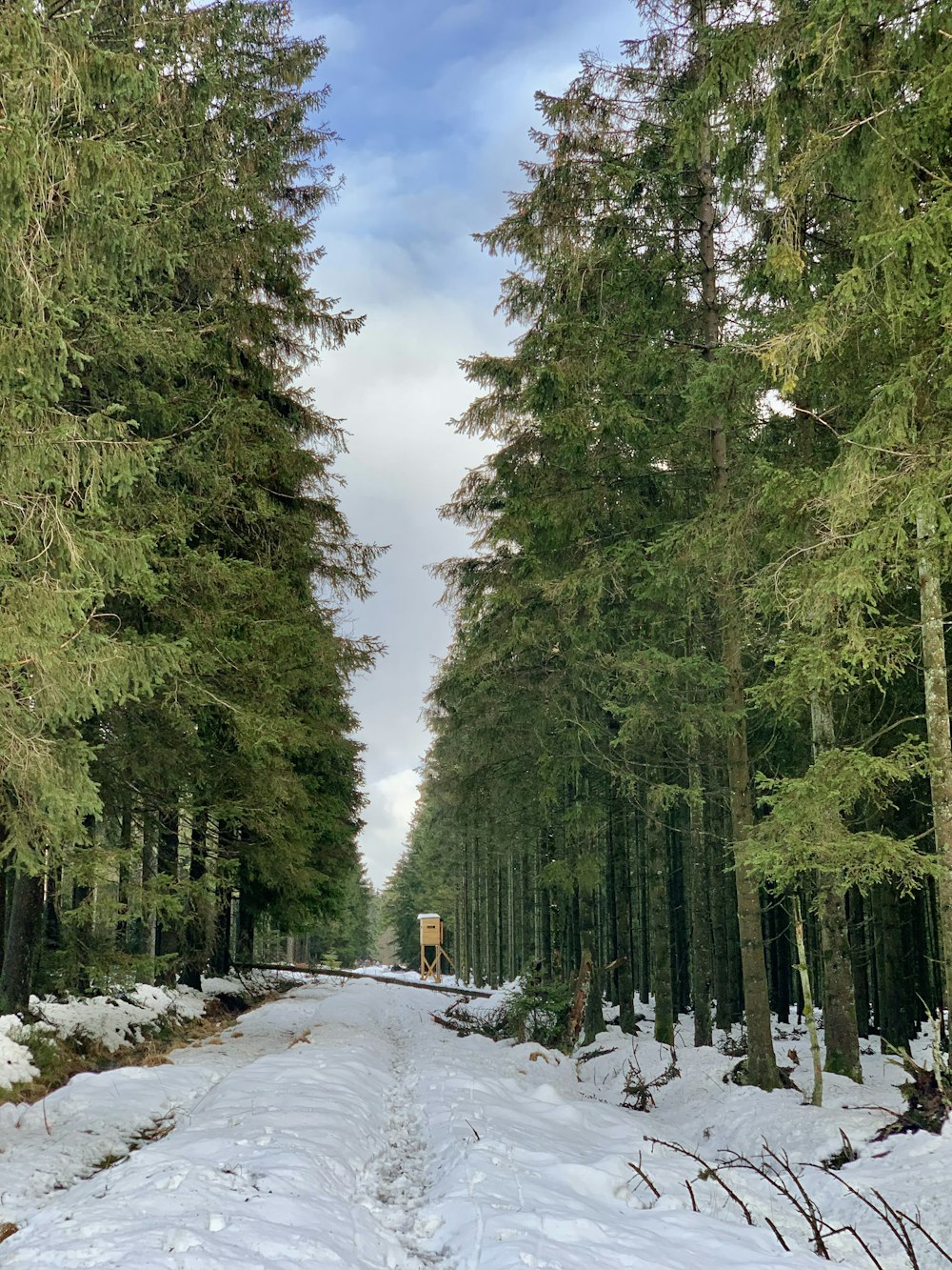 green trees on snow covered ground during daytime