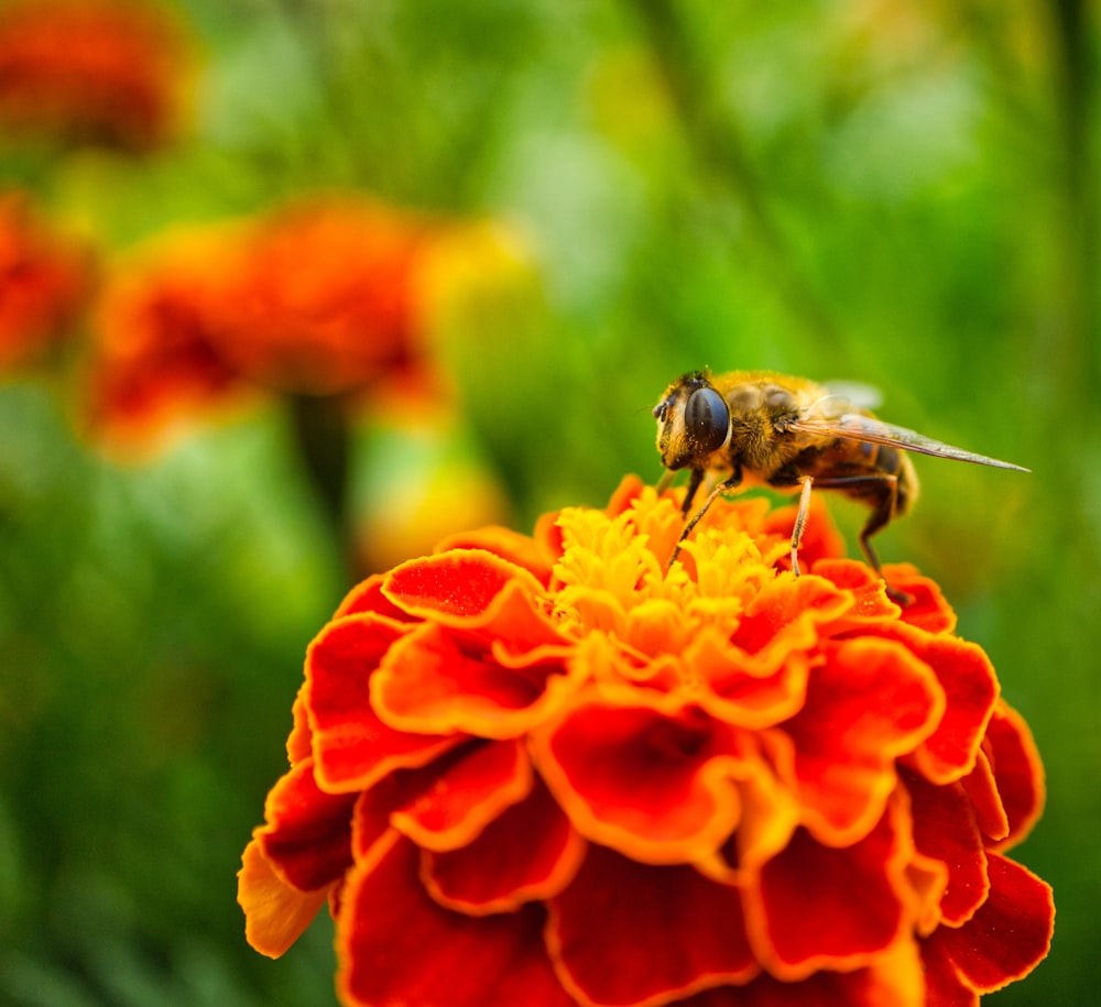 black and yellow bee on orange flower