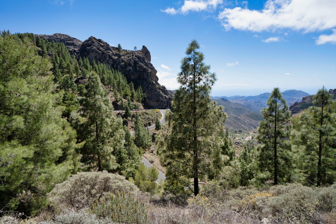 green trees near mountain under blue sky during daytime