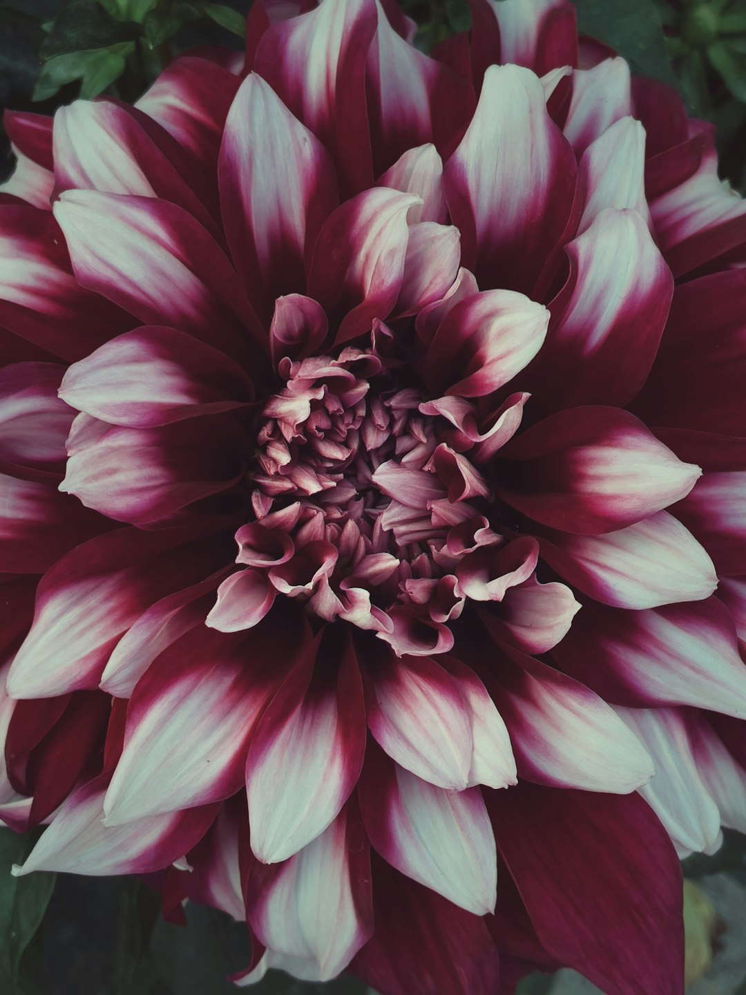 pink dahlia in bloom close up photo