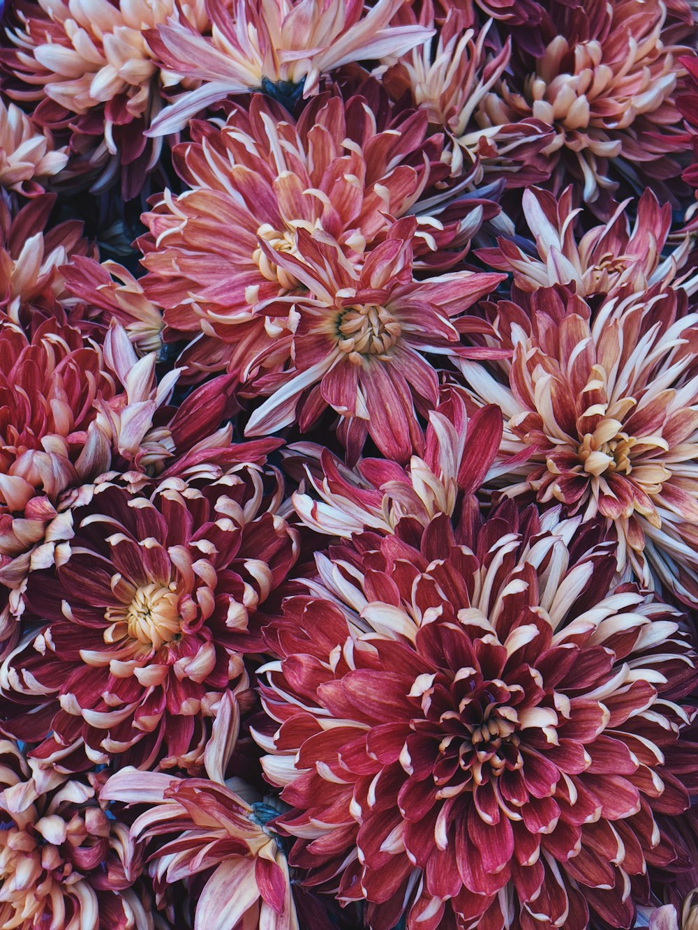 pink and white flowers in macro lens photography