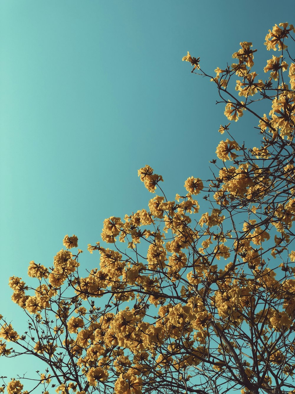 brown and white flower under blue sky during daytime