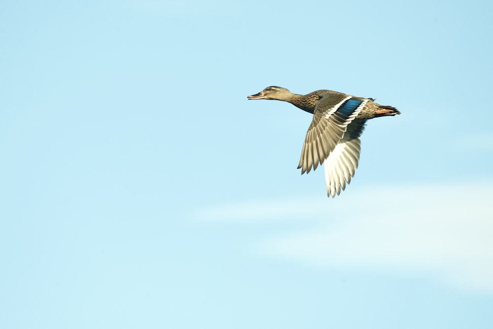 brown and white duck flying under blue sky during daytime