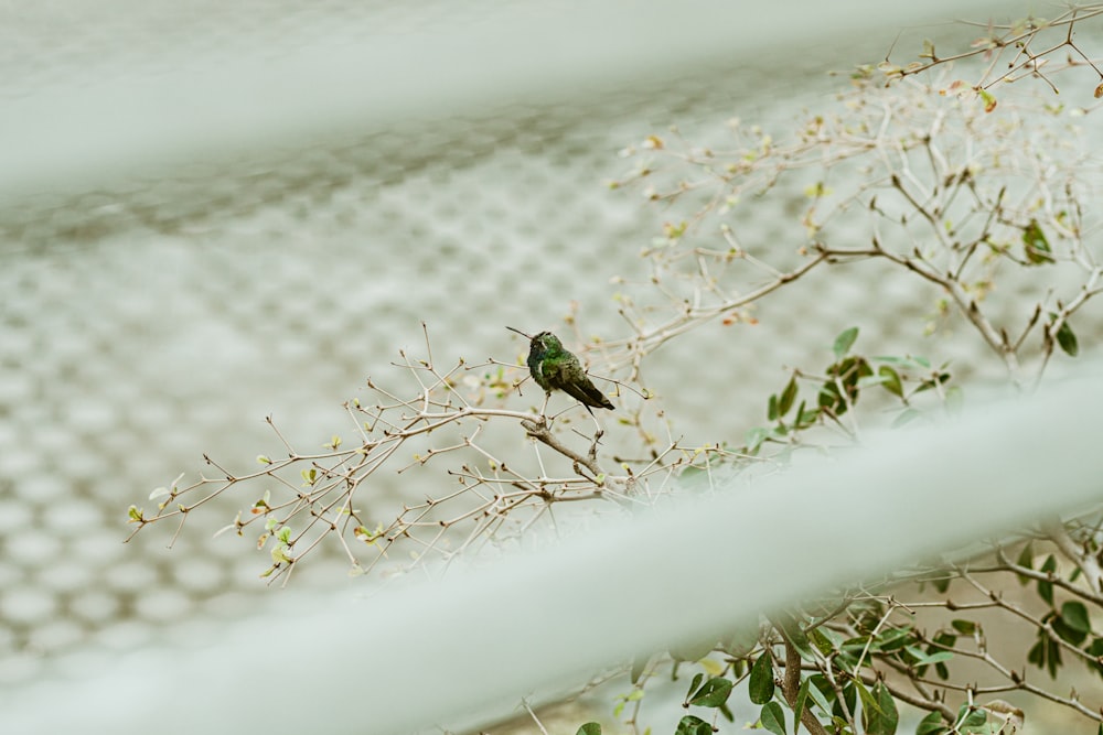 green and black bird on white wire fence during daytime
