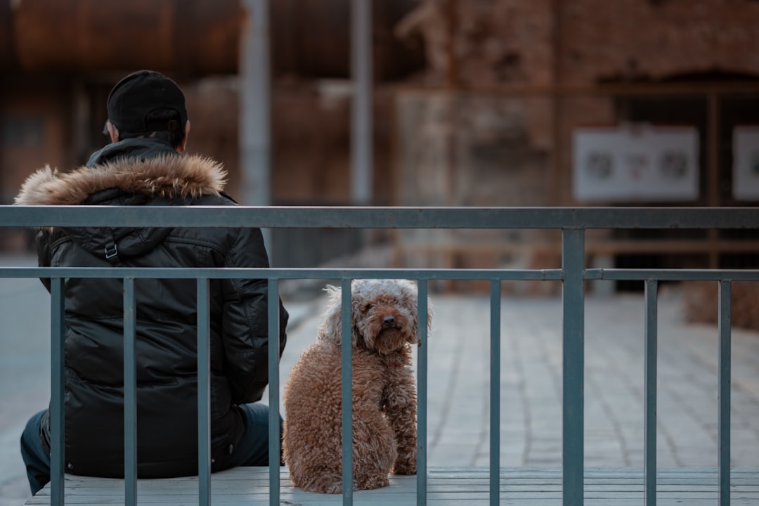 brown poodle on blue textile