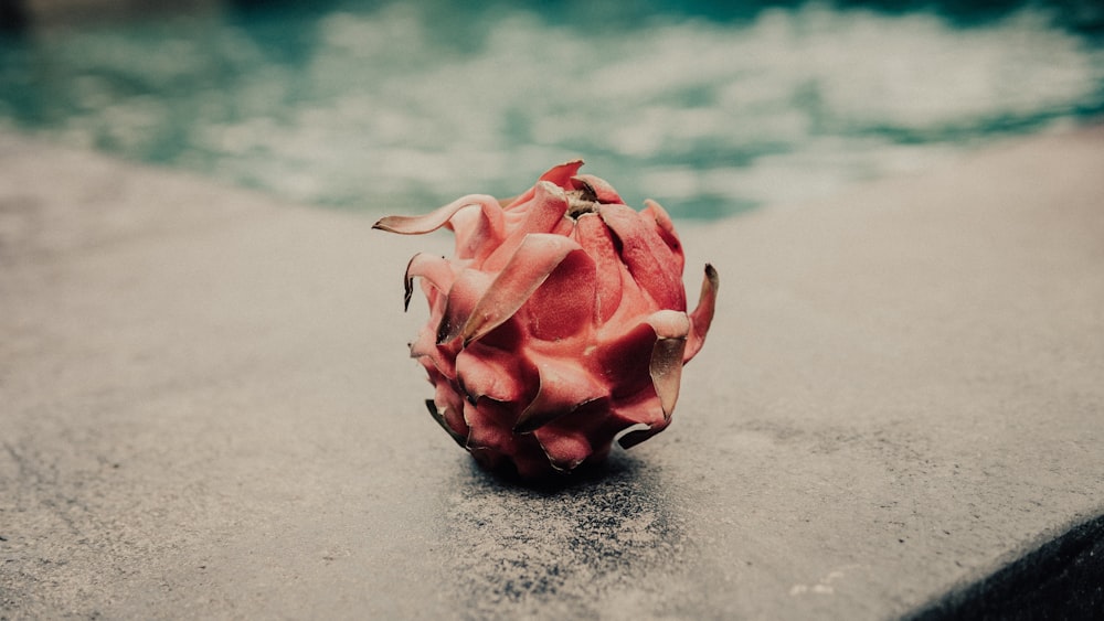 pink flower on gray sand