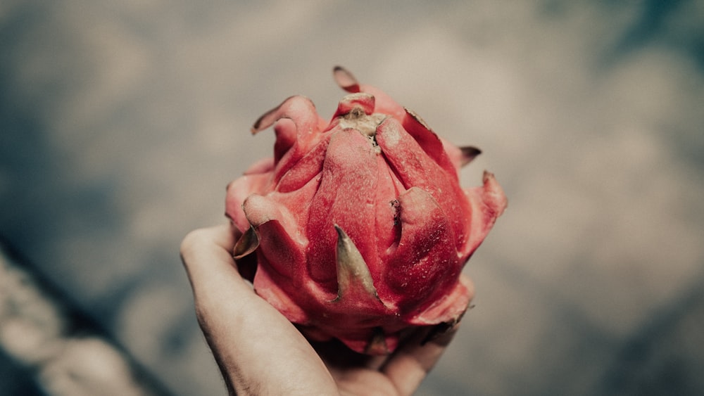 person holding red and white flower