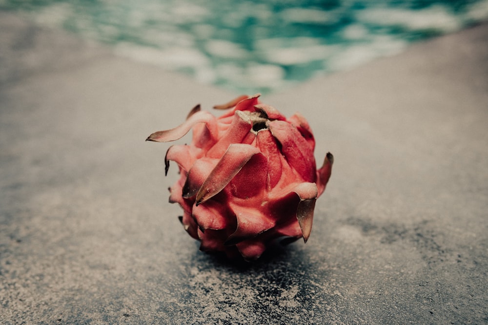 pink rose on gray concrete floor